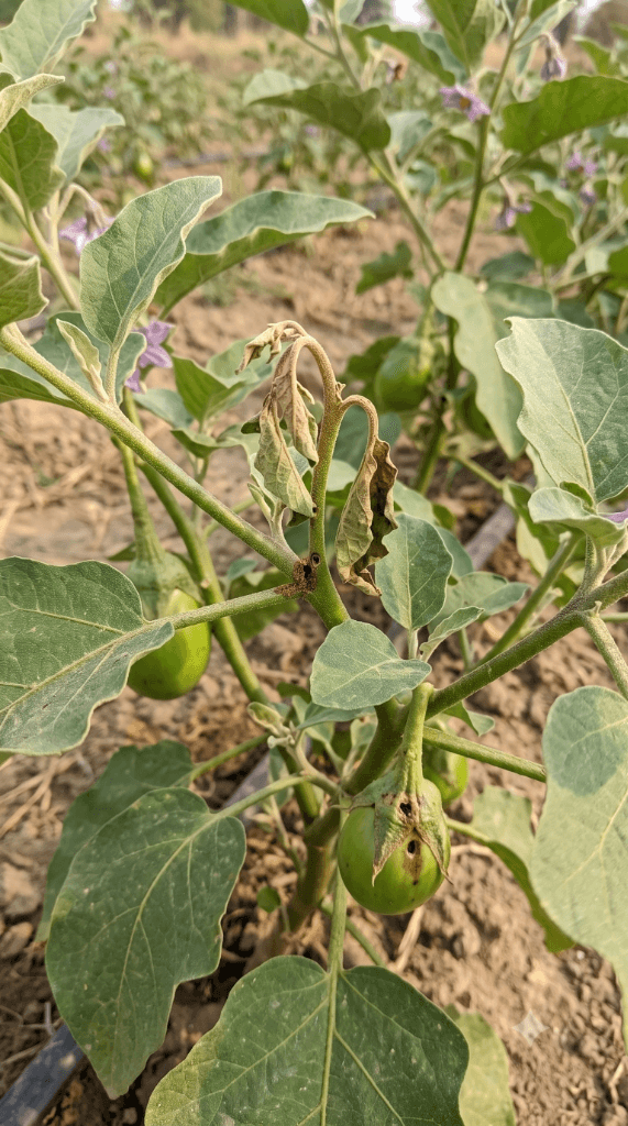 Brinjal Fruit & Shoot Borer undergoing AI analysis
