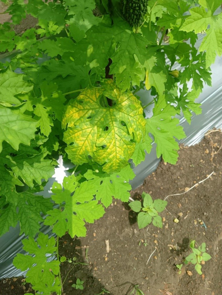 Bittergourd leaf with nutrient observation